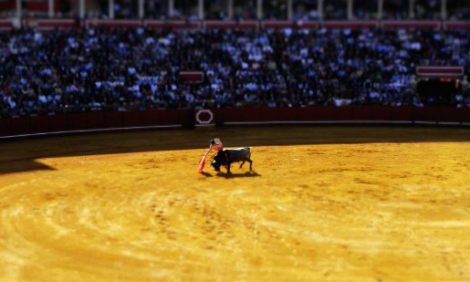 Torero in bull fight in tilt shift video