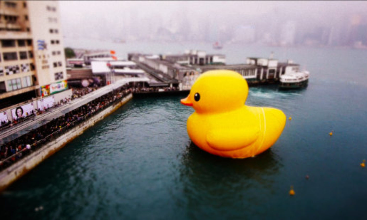 Rubber Duckie in Hong Kong in tilt-shift video
