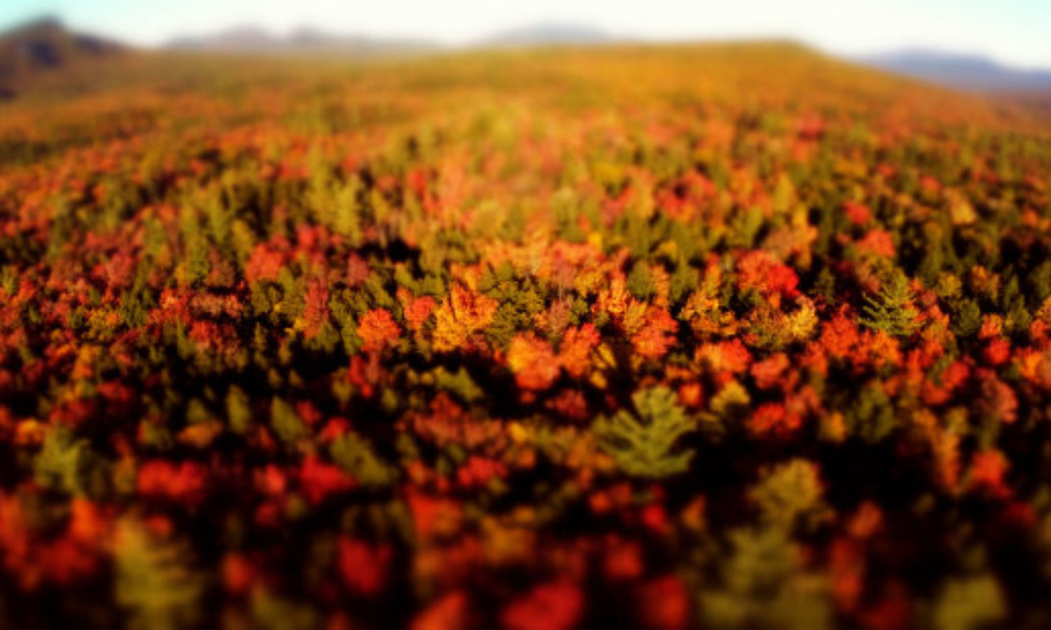 Aerial of Fall Foilage in New England in tilt-shift video