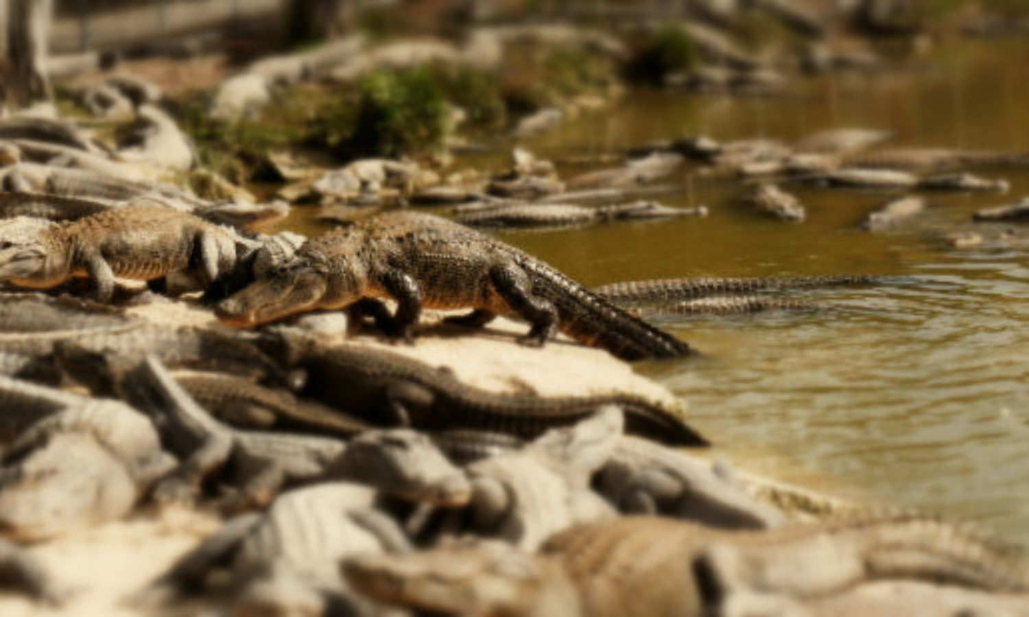 Many Aligators in farm in Everglades, Florida in tilt-shift video