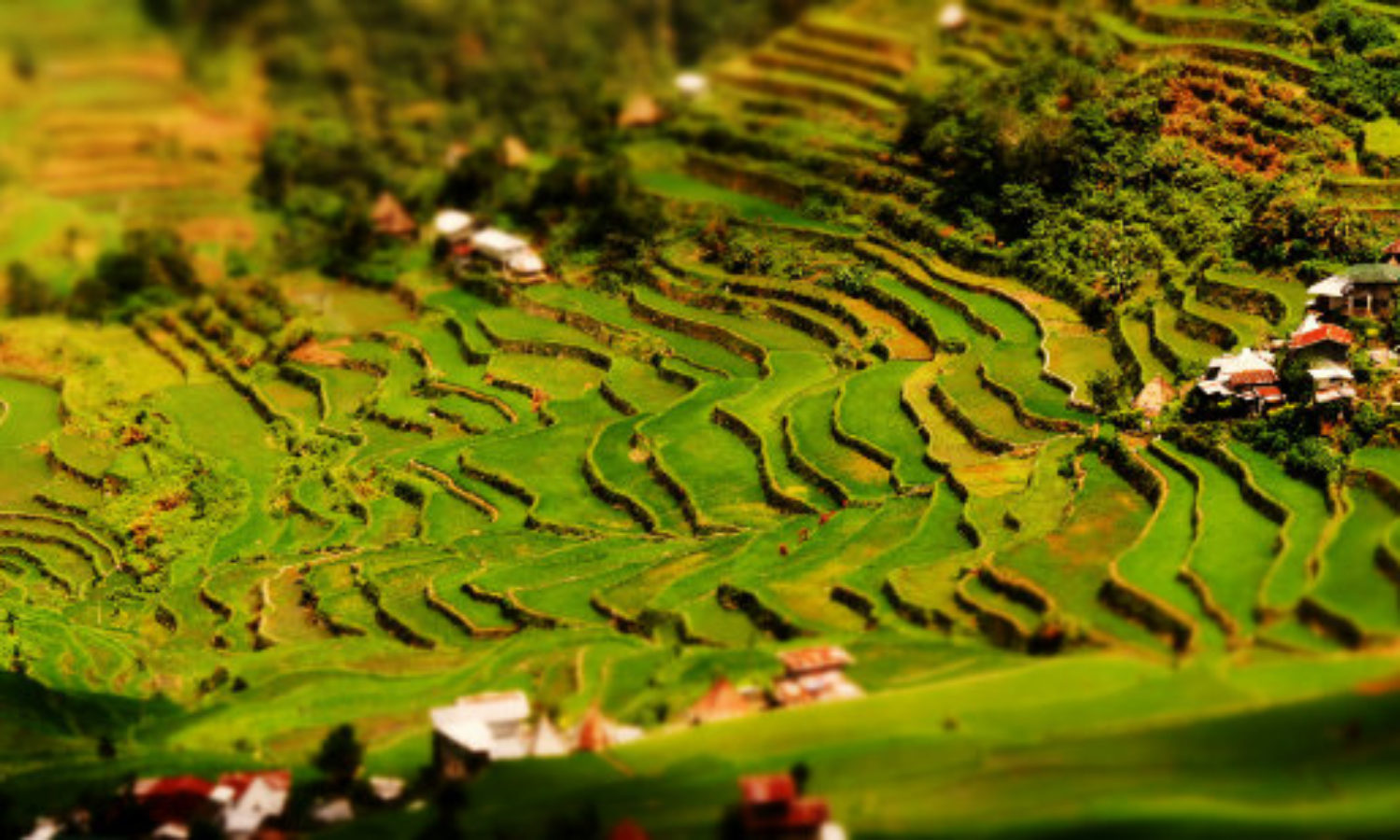Banaue Batat Rice Terraces in the Philippines in tilt-shift video